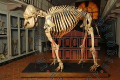 Galeria Podstrony Słonica Hansken 25