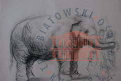 Galeria Podstrony Słonica Hansken 27