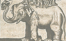 Galeria Podstrony Słonica Hansken 31