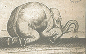 Galeria Podstrony Słonica Hansken 32