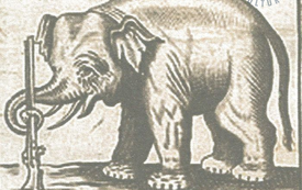 Galeria Podstrony Słonica Hansken 36