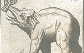 Galeria Podstrony Słonica Hansken 37