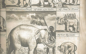 Galeria Podstrony Słonica Hansken 39