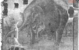 Galeria Podstrony Słonica Hansken 46