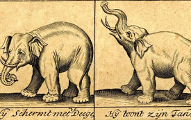 Galeria Podstrony Słonica Hansken 57