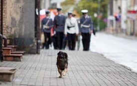 Galeria Podstrony Trzebiat&oacute;w w fotografii 163