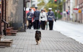 Galeria Podstrony Trzebiat&oacute;w w fotografii 164