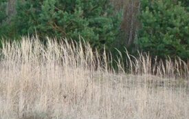 Galeria Podstrony Trzebiat&oacute;w w fotografii 203