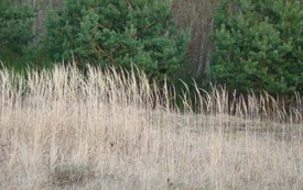 Galeria Podstrony Trzebiat&oacute;w w fotografii 204