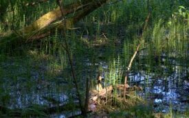 Galeria Podstrony Trzebiat&oacute;w w fotografii 283