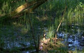 Galeria Podstrony Trzebiat&oacute;w w fotografii 284
