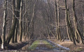 Galeria Podstrony Trzebiat&oacute;w w fotografii 288
